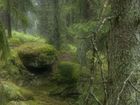 Outdoorbranschen räddar svensk skog