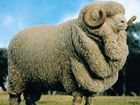 Framgångar och namnbyte för Woolpower